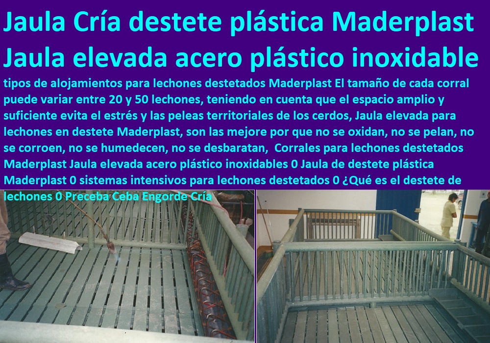 Corrales para lechones destetados Maderplast Jaula elevada acero plástico inoxidables 0 lechonera, destete, jaula pre ceba porcinos, corraleja, ceba, engorde cerdos, porqueriza cría de lechones, pisos jaulas comederos, porcicultura jaulas, corrales, parideras, porcinas corral, gestación cerdas, parto cerda, Dónde colocar los lechones destetados 0 Jaulas De Destete Precoz De Lechones Jaulas para destete Porcicultura Preceba Ceba Engorde Cría Levante Corrales para lechones destetados Maderplast Jaula elevada acero plástico inoxidables 0 Dónde colocar los lechones destetados 0 Jaulas De Destete Precoz De Lechones Jaulas para destete Porcicultura Preceba Ceba Engorde Cría Levante